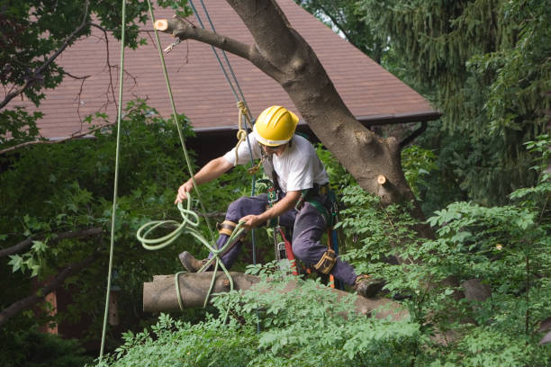 Best Tree Trimming and Pruning  in Escanaba, MI